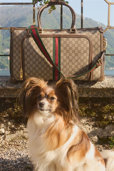 gucci pet black friday|mytheresa Gucci pet collection.